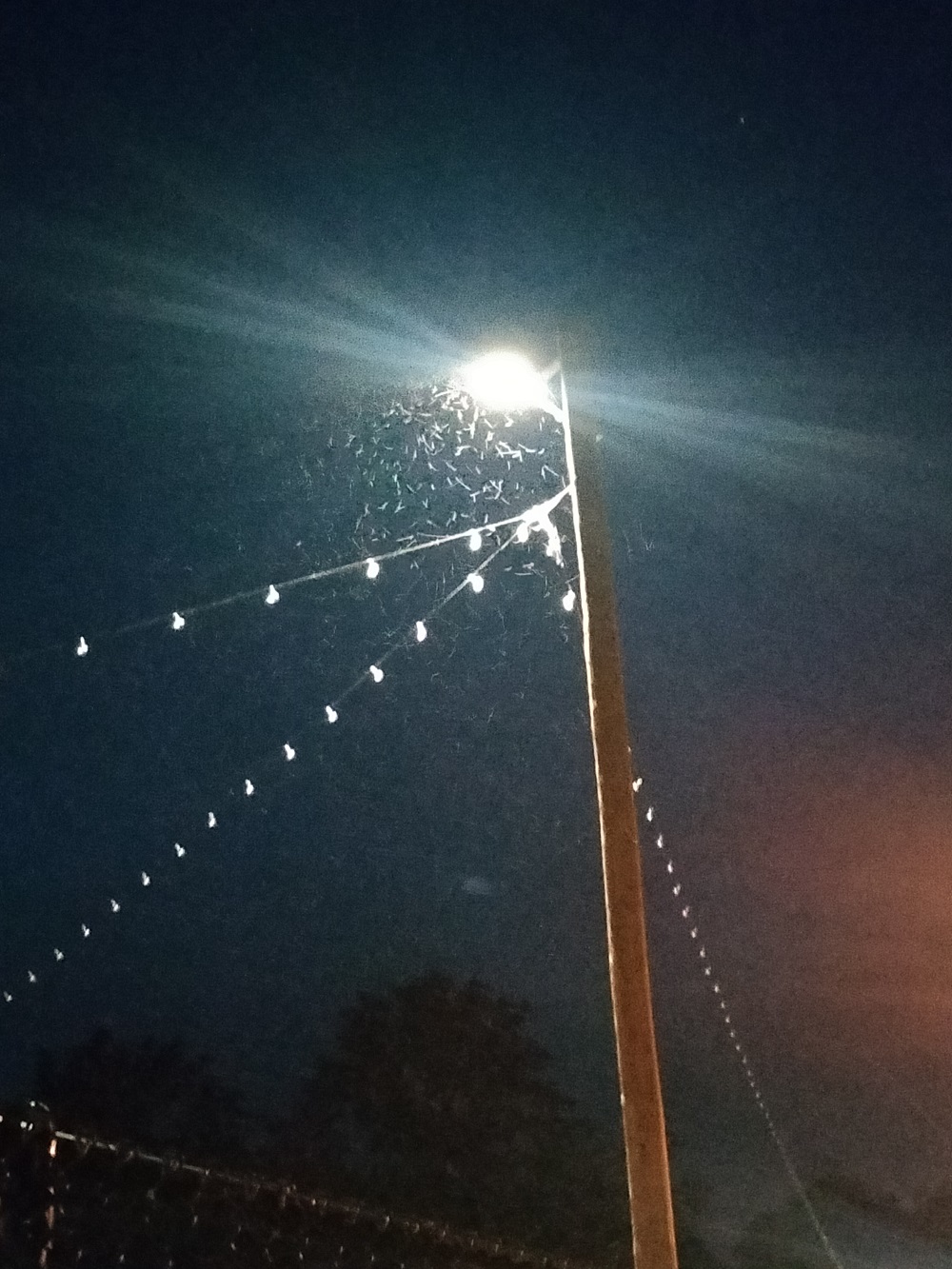 Night shot of insects illuminated by a street light.